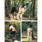 2-in-1 No Pull Dog Harness & Leash